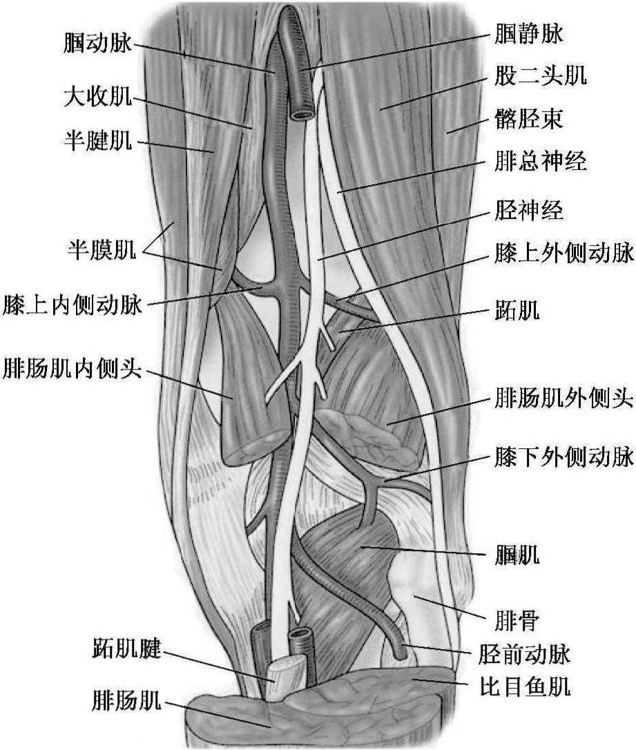 膝關節(jié)后側